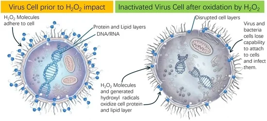 Hydrogen peroxide molecules attacking and inactivating a virus cell